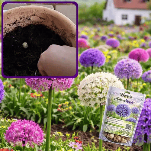 Floare Decorativă Sferică - AlliumMagic™