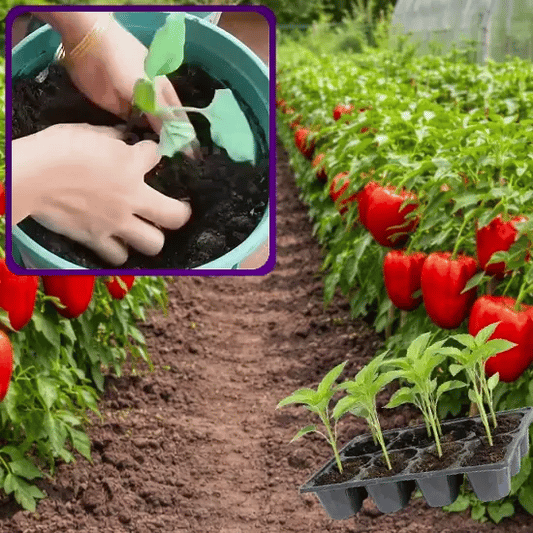 Ardei Gras Roșu Gigant - Ardelio™