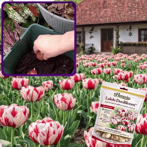 Laleaua Magică Alb & Roșu - DuoBloom™