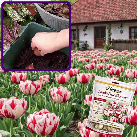 Laleaua Magică Alb & Roșu - DuoBloom™