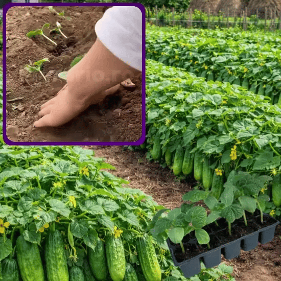 Răsad de Castravete Uriaș - Castrevito™