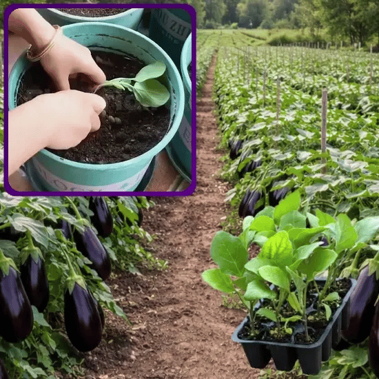 Răsad de Vinete Gigantice - Vinetino™