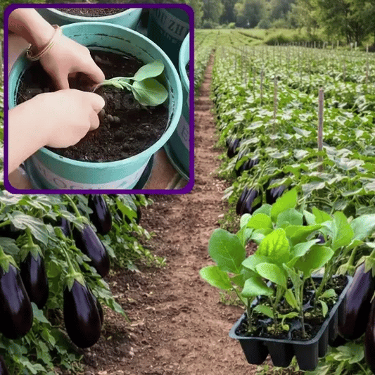 Răsad de Vinete Gigantice - Vinetino™