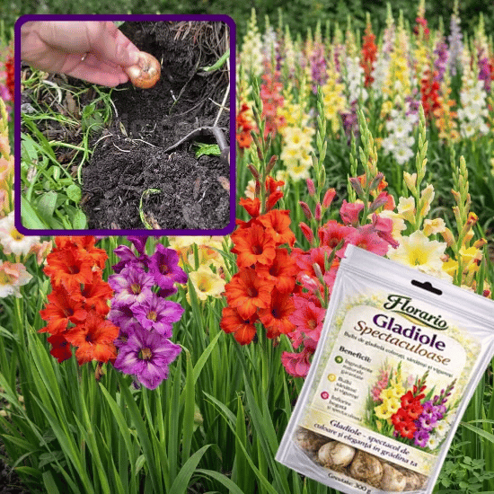 Bulbi Premium de Gladiole – Gladiolio™