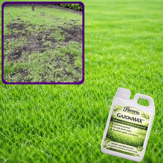 Soluție Îngrășământ Gazon - GazonMAX™