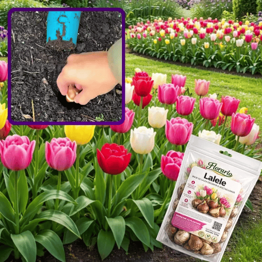 Bulbi Premium de Lalele - LALELIO™