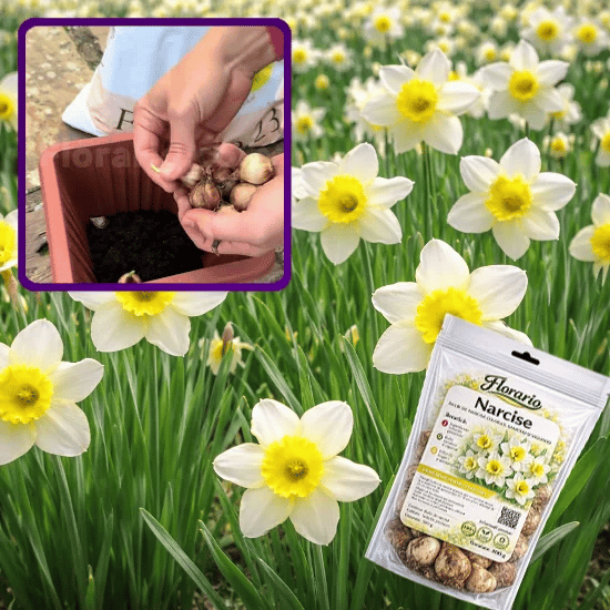 Bulbi Premium de Narcise – Narcisio™