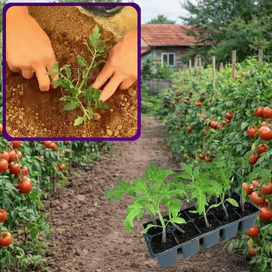 Răsaduri de Roșii Mari – Roșalio™